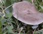 Гладыш – гриб с селедочным ароматом Млечник обыкновенный