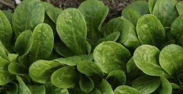 Маш-салат – описание с фото валерианницы овощной; выращивание