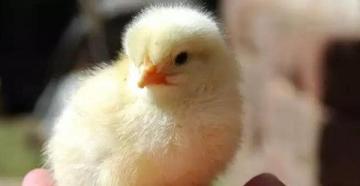 Можно ли вывести цыпленка из магазинного яйца?