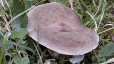 Гладыш – гриб с селедочным ароматом Млечник обыкновенный